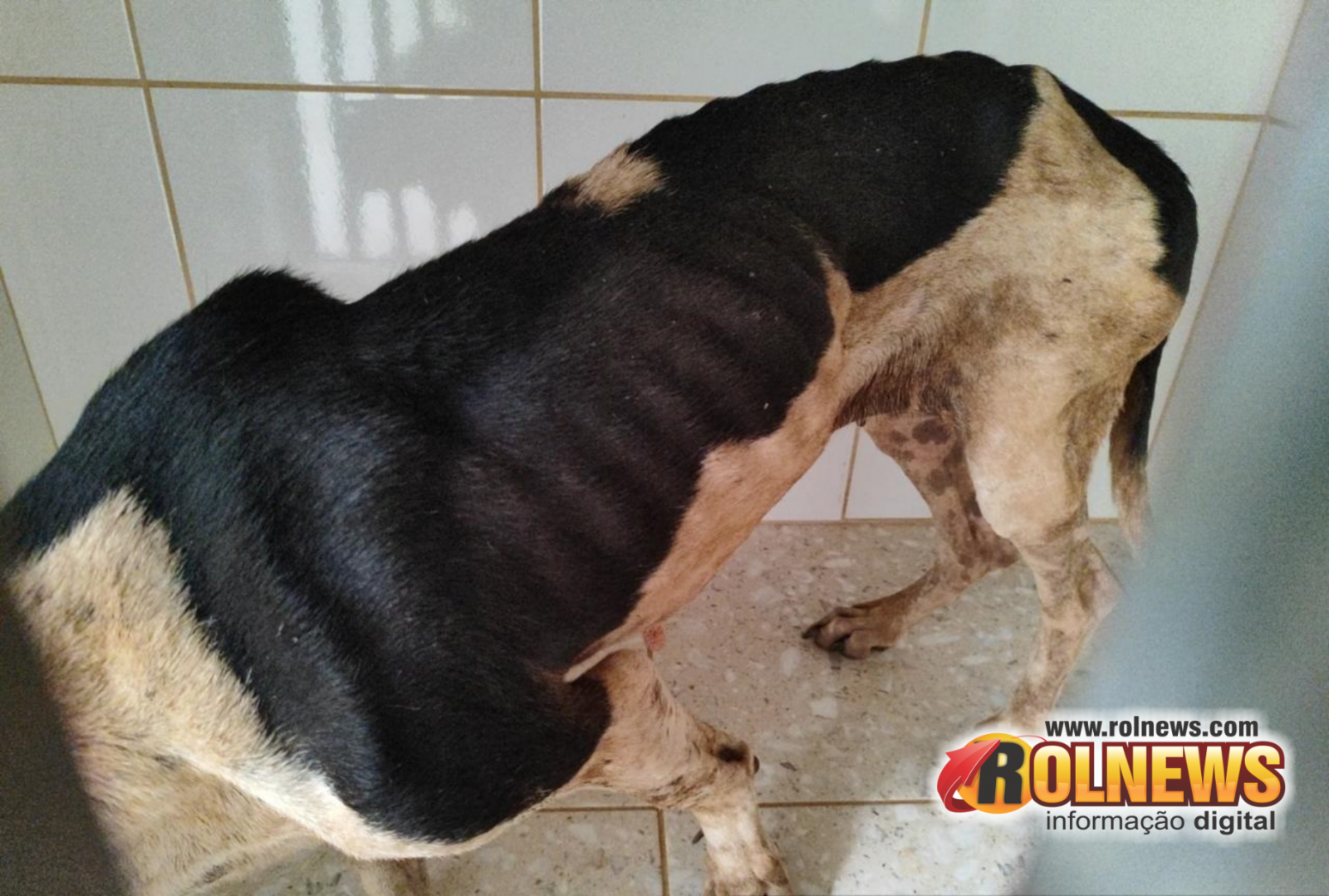 Homem é preso por maus tratos contra cachorros em Alta Floresta do Oeste Homem é preso por maus tratos contra cachorros em Alta Floresta do Oeste