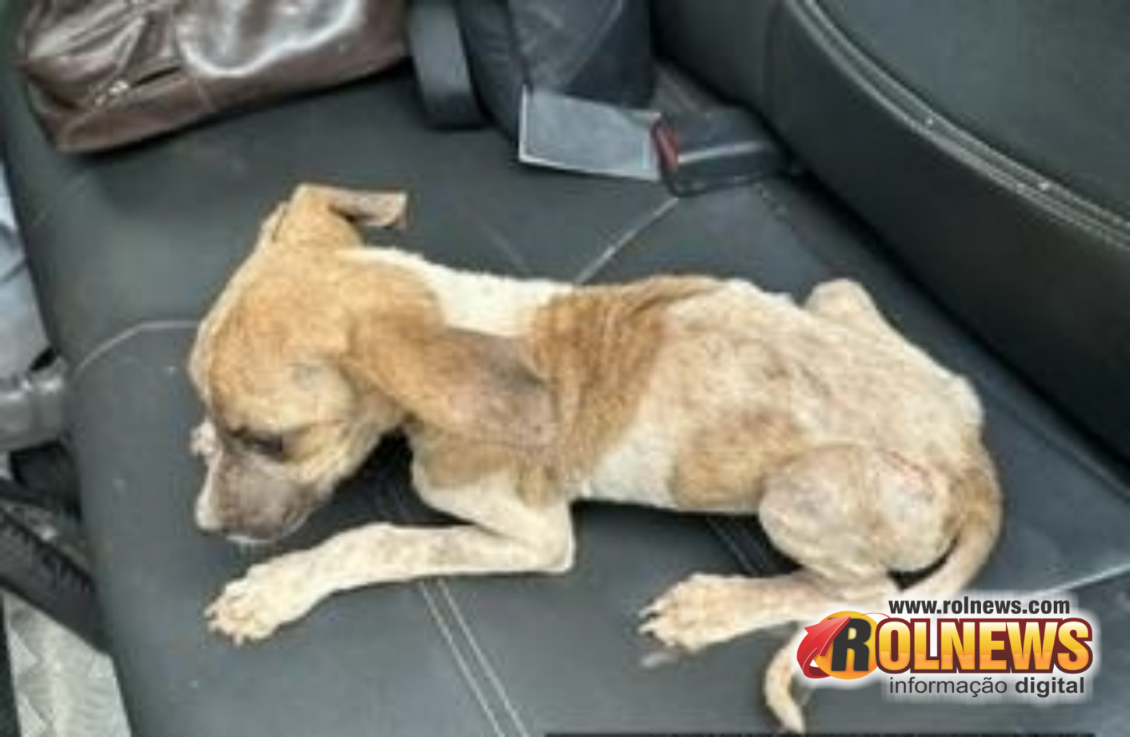 Homem é preso por maus tratos contra cachorros em Alta Floresta do Oeste Homem é preso por maus tratos contra cachorros em Alta Floresta do Oeste