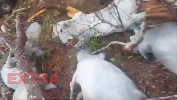 Temporal na região de Colorado derruba árvores e mata várias cabeças de gado
