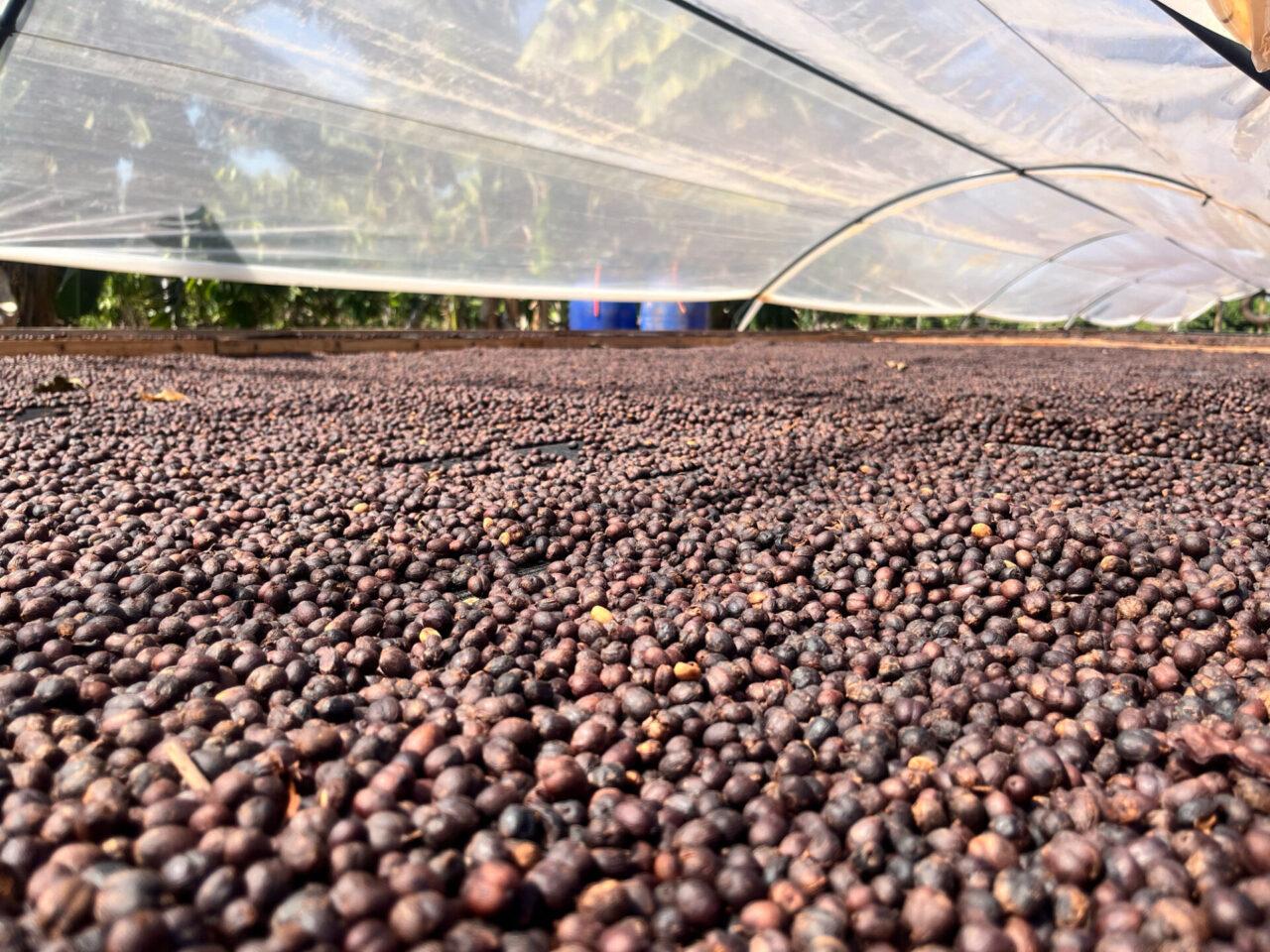 Assistência técnica oferecida pelo governo de RO eleva qualidade do café dos produtores de Rolim de Moura Assistência técnica oferecida pelo governo de RO eleva qualidade do café dos produtores de Rolim de Moura