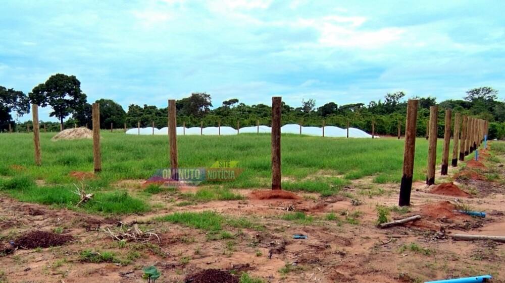 A história de superação da família Hel após ataque a lavoura de café em Novo Horizonte A história de superação da família Hel após ataque a lavoura de café em Novo Horizonte