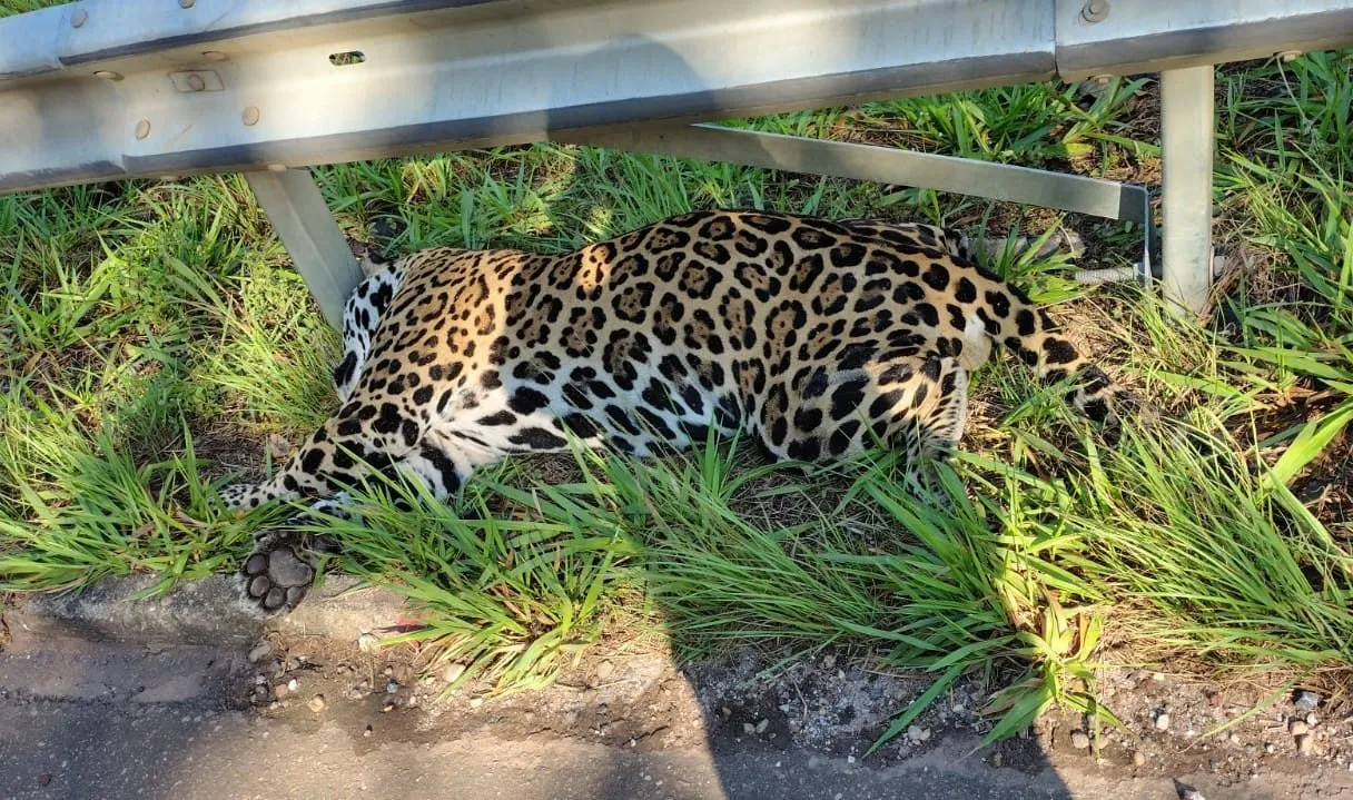 Onça-pintada é encontrada morta após atropelamento na BR-435 entre Vilhena e Colorado do Oeste Onça-pintada é encontrada morta após atropelamento na BR-435 entre Vilhena e Colorado do Oeste