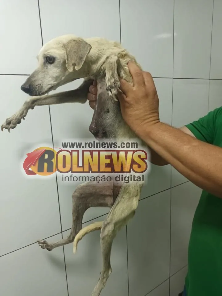 Polícia investiga caso de maus-tratos a cães em Colorado do Oeste Polícia investiga caso de maus-tratos a cães em Colorado do Oeste