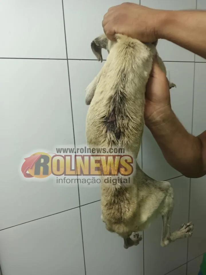Polícia investiga caso de maus-tratos a cães em Colorado do Oeste Polícia investiga caso de maus-tratos a cães em Colorado do Oeste