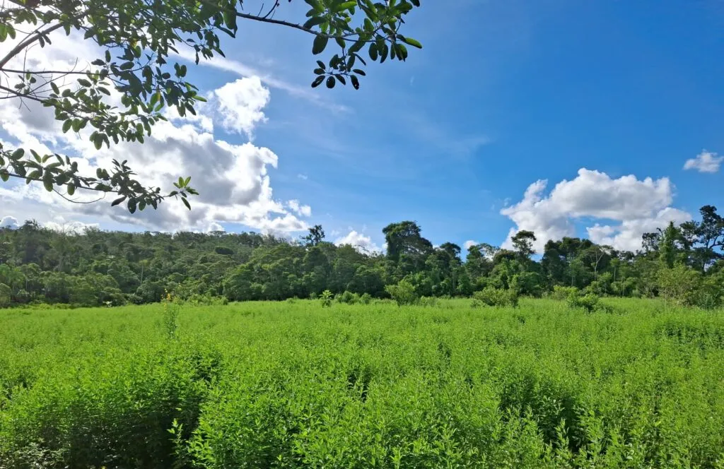 Abril Indígena: Aldeia Gamir em Rondônia recupera floresta com a Ecoporé Abril Indígena: Aldeia Gamir em Rondônia recupera floresta com a Ecoporé